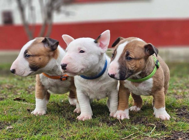 Miniatur bullterrier minosegi kiskutyak eladoak!