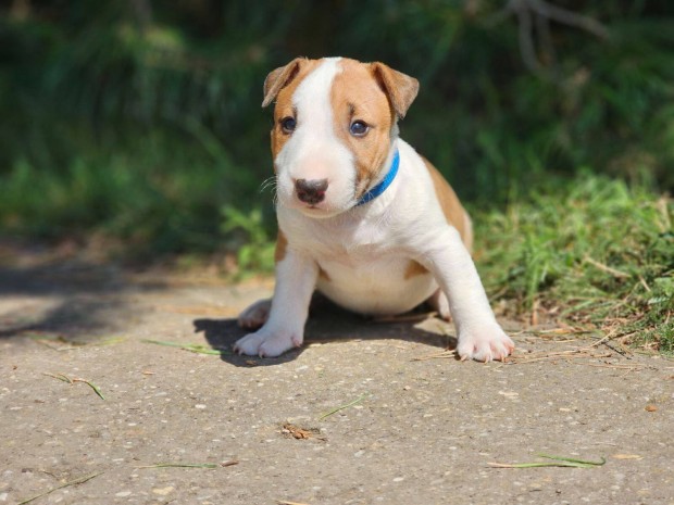 Miniatur bullterrier vrs-fehr szn kan kiskutya elad!