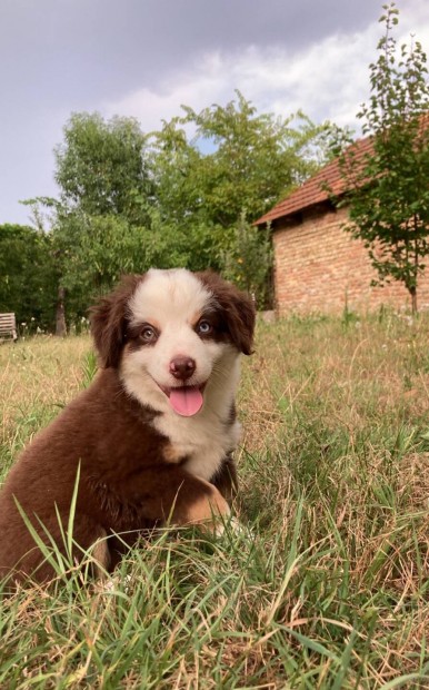 Miniaussie, Mini Ausztrl juhsz , Mini Amerikai