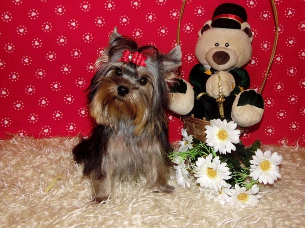 Minike Trzsknyves Yorkshire terrier Yorki veszettsgi oltssal