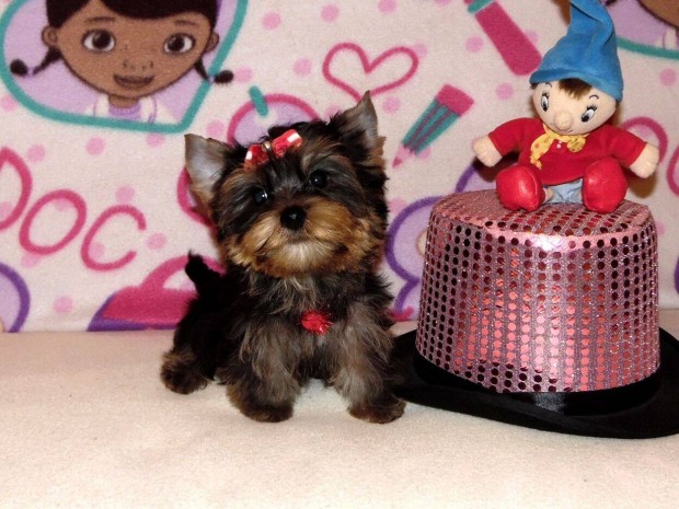 Minike trzsknyves Yorkshire terrier, Yorki veszettsgi oltssal