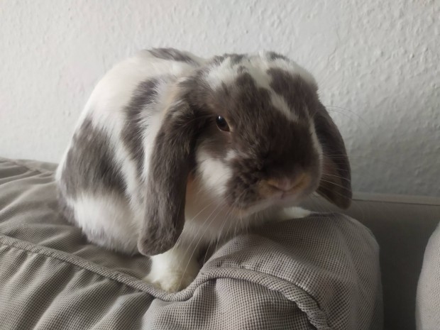 Minikosorr trpenyuszi