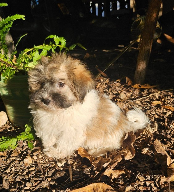 Minsgi Bichon Havanese kiskutyk