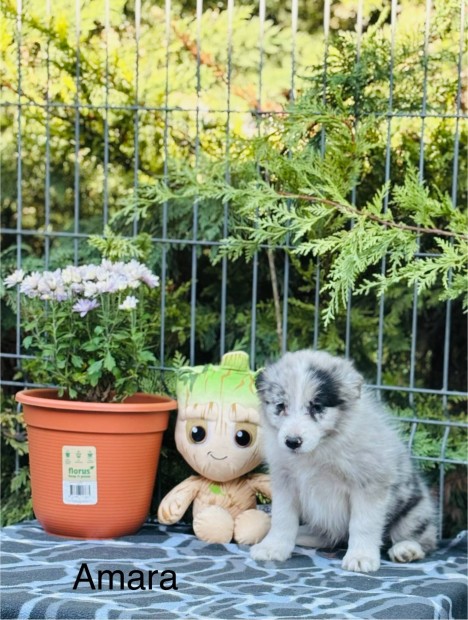 Minsgi Border Collie kiskutyk