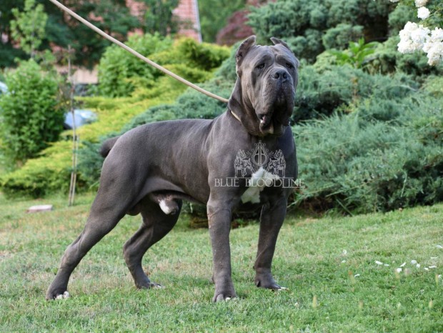 Minőségi Cane Corso kölykök
