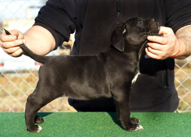 Minsgi Cane corso kislyn trzsknyvvel