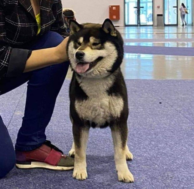 Minsgi Shiba inu kanok fedeznek