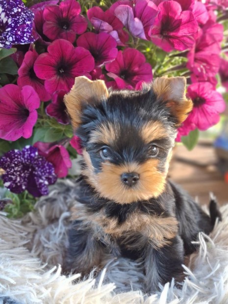 Minőségi Yorkshire terrier kiskutyák (yorki)