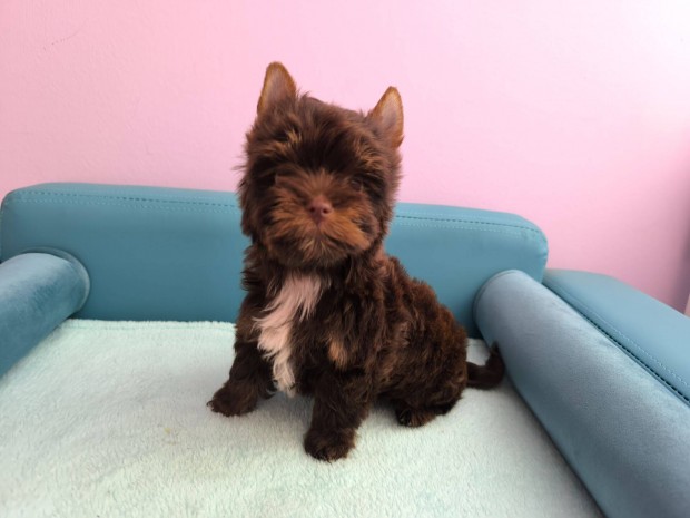 Minőségi csokoládé yorkshire terrier kan