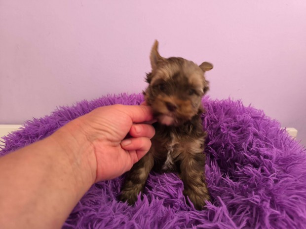 Minőségi csokoládé yorkshire terrier szukák