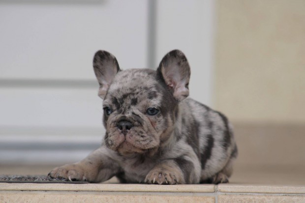 Minőségi francia bulldog fajtatiszta jellegű kiskutyák