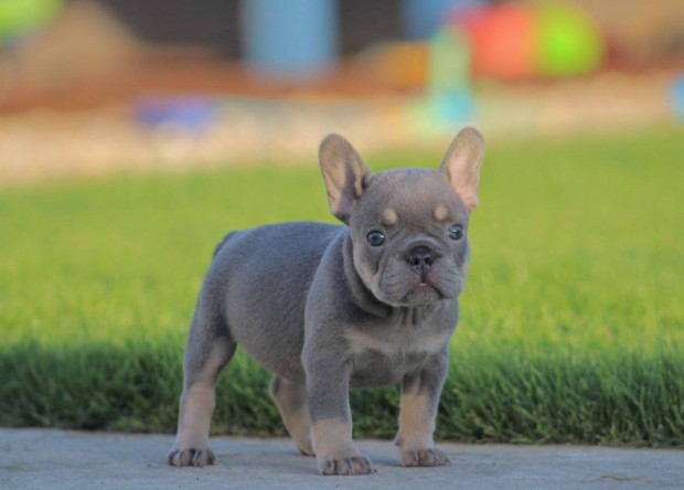 Minsgi francia bulldog fajtatiszta jelleg kiskutyk