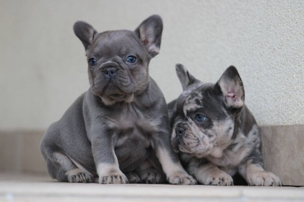 Minsgi francia bulldog kiskutyk!