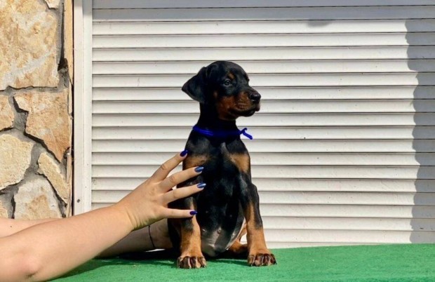 Minsgi gynyr trzsknyves dobermann kiskutyk eladk