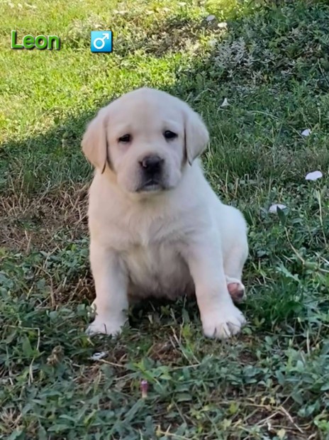 Minsgi labrador kiskutyk