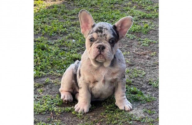 Minőségi lila merle tan francia bulldog kan kiskutya!