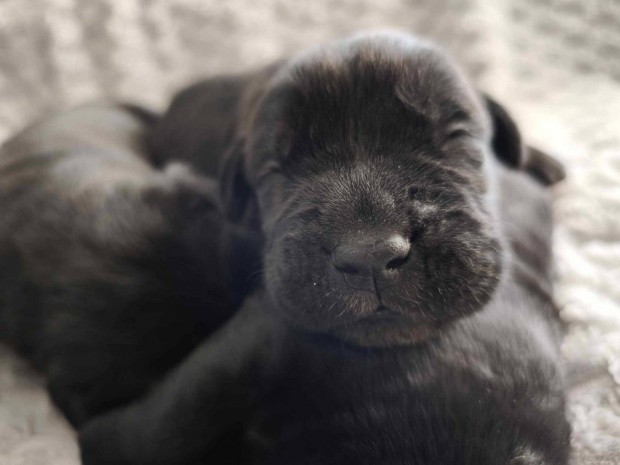 Minsgi prostsbl Cane corso kiskutyk