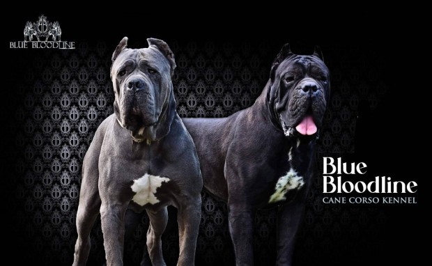 Minőségi törzskönyvezett cane corso kölykök