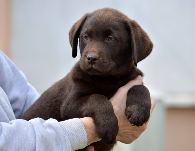 Minőségi törzskönyvezett labrador kiskutyák!
