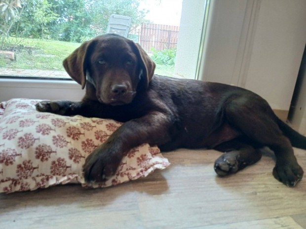 Minőségi törzskönyvezett labrador kiskutyák!