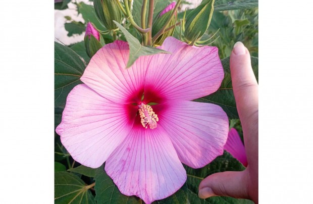 Mocsri hibiszkusz 12 Szn!!!! (chili, paprika, paradicsom, flia)