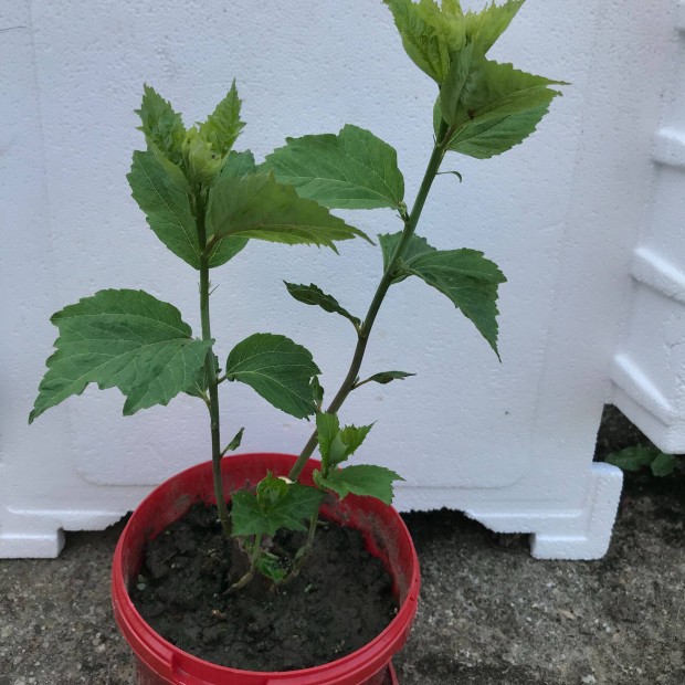 Mocsri hibiszkusz 2 ves