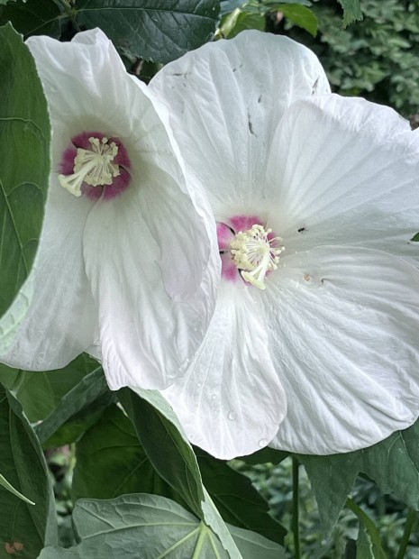 Mocsri hibiszkusz