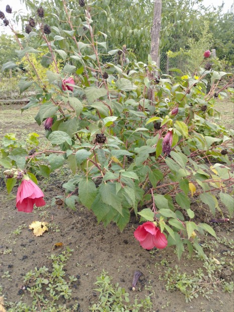 Mocsri hibiszkusz