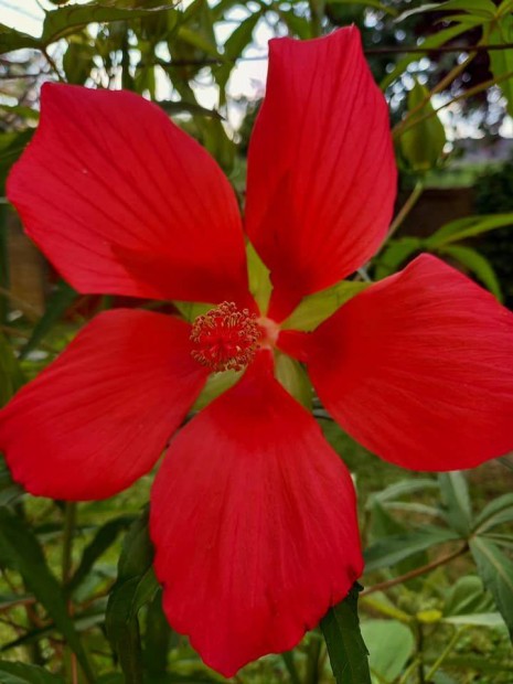 Mocsri hibiszkusz mag szp sznekben elad! 500ft./ 20db