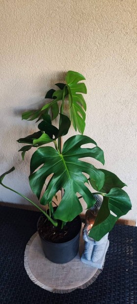 Monstera 75 cm magas . Gynyr 