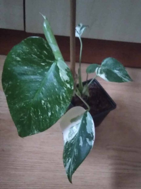 Monstera Albo Variegata