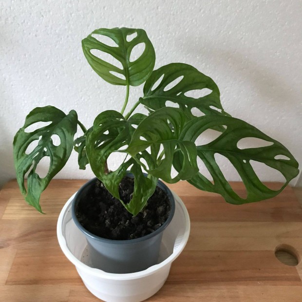 Monstera Monkey Leaf szobanvny