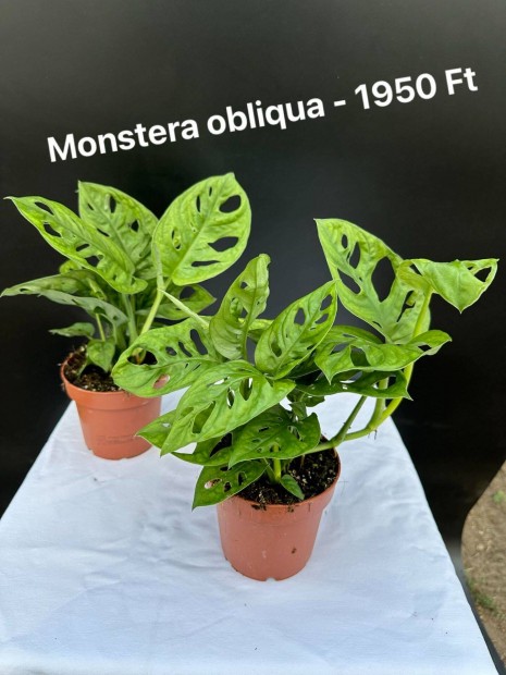 Monstera Obliqua