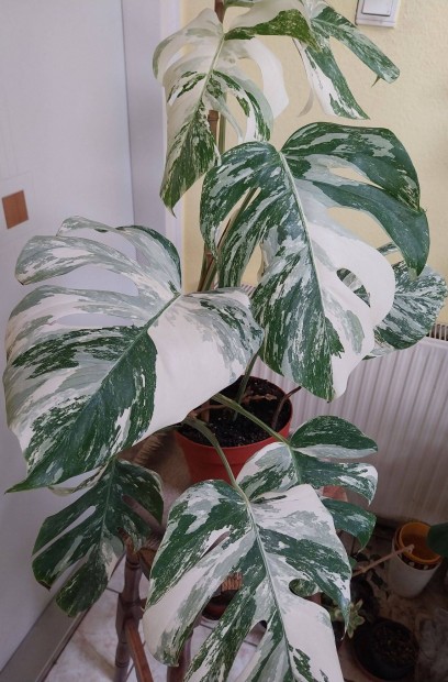 Monstera Variegata extra tarka elad