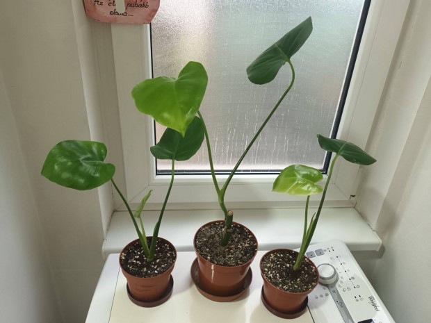 Monstera / knnyezplma