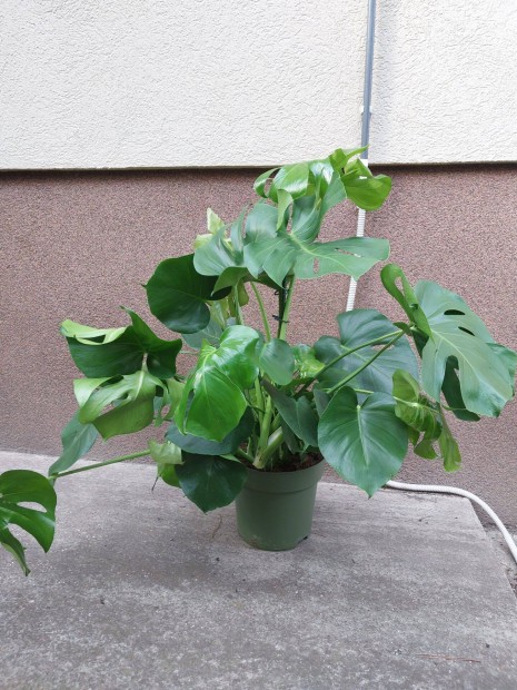 Monstera, knnyezplma