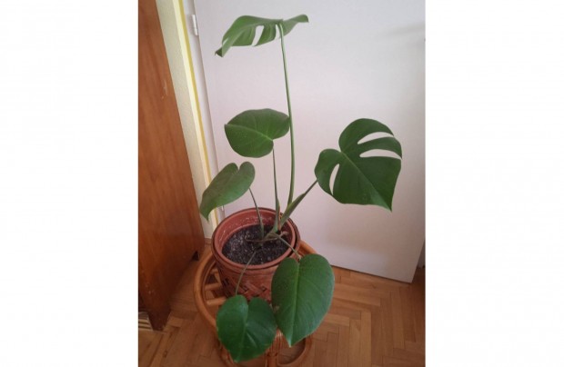 Monstera, knnyezplma