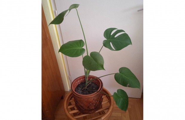 Monstera, knnyezplma II