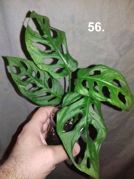 Monstera adansonii 56.sz