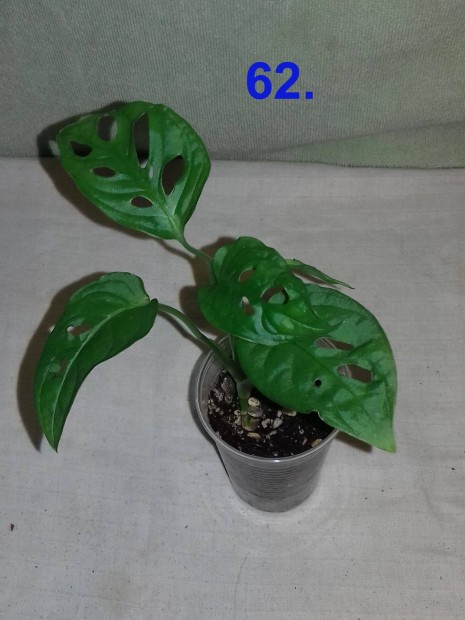 Monstera adansonii 62