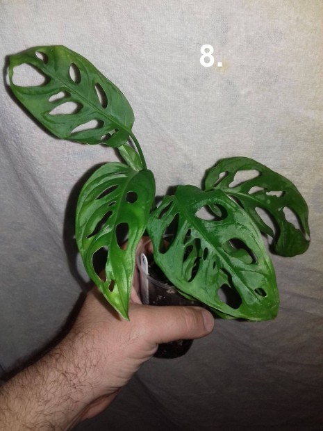 Monstera adansonii 8.sz