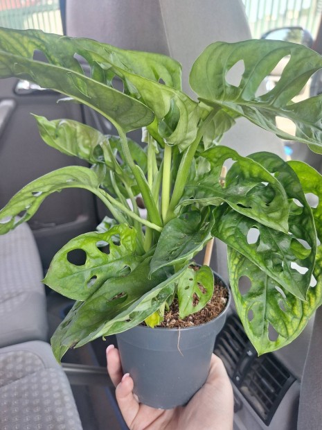 Monstera adansonii 