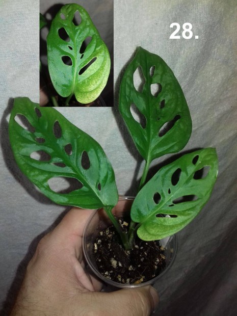 Monstera adansonii 'mint' 28.sz