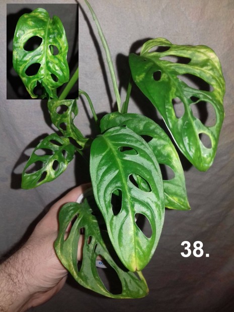 Monstera adansonii aurea 38.sz