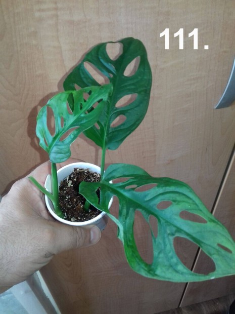 Monstera adansonii laniata növény