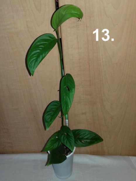 Monstera adansonii narrow 13.sz
