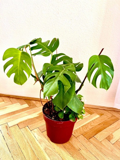 Monstera deliciosa