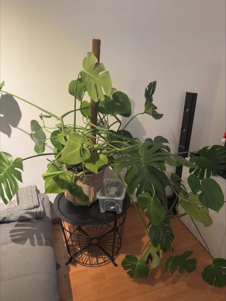 Monstera deliciosa