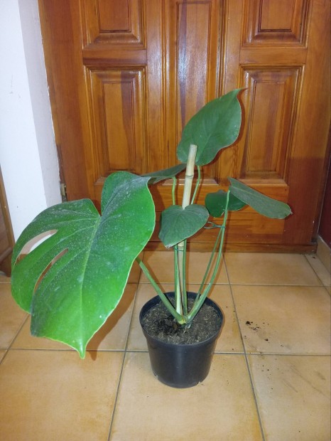 Monstera deliciosa