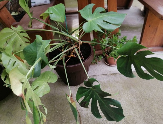 Monstera deliciosa